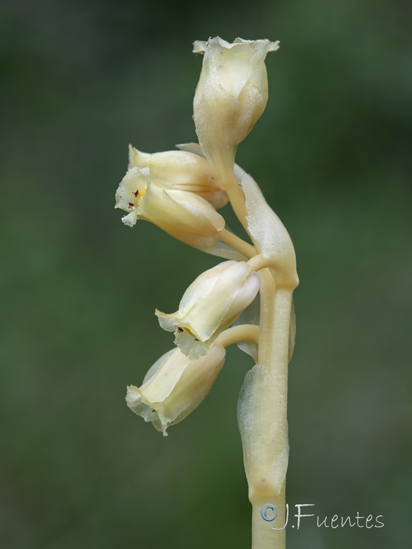 Monotropa hypopitys.07