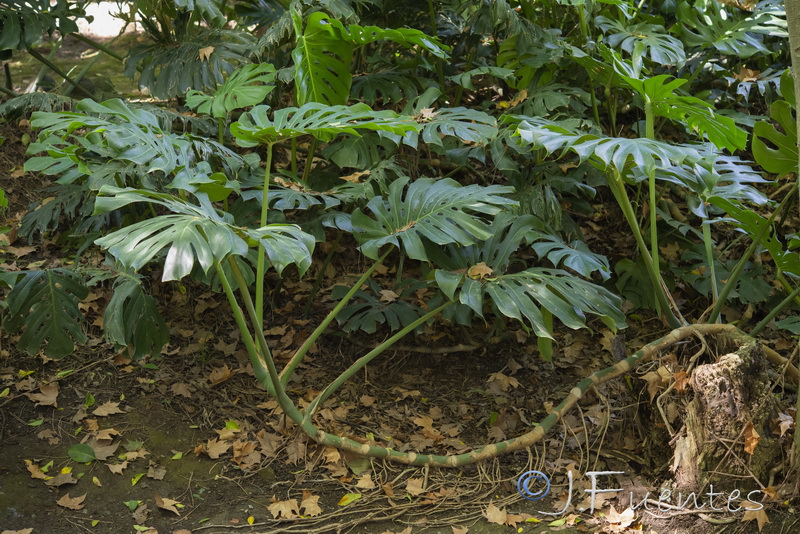 Monstera deliciosa.03