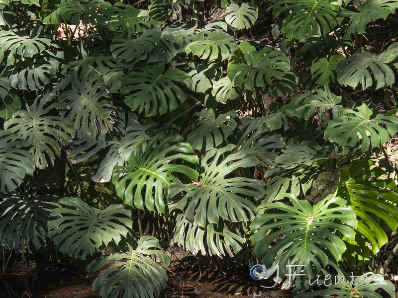 Monstera deliciosa.05