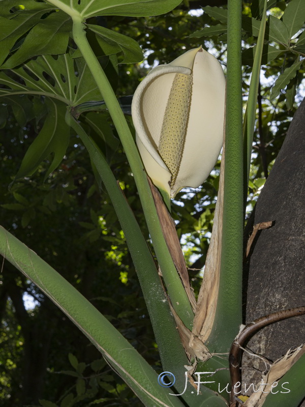 Monstera deliciosa.06