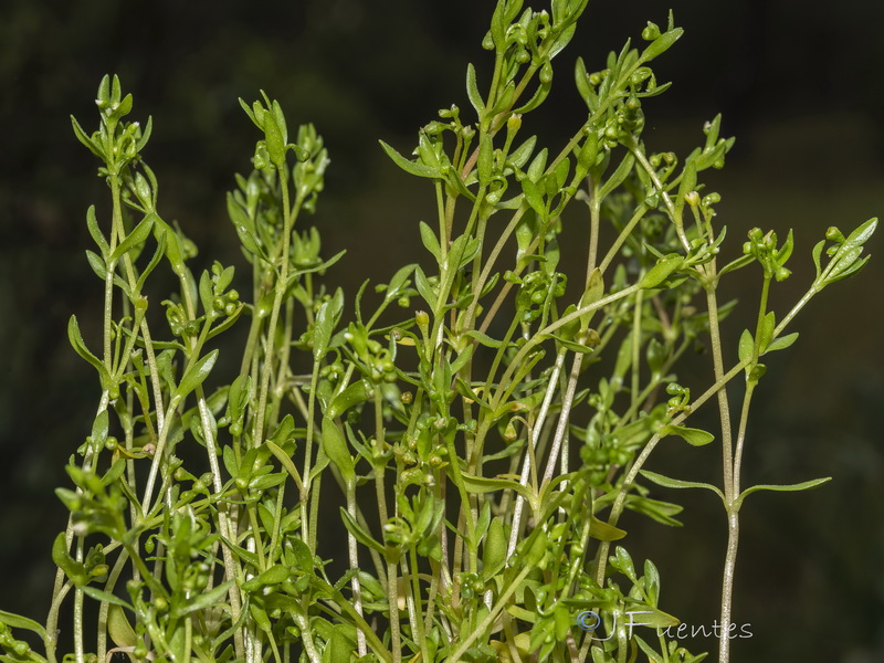 Montia fontana amporitana.01