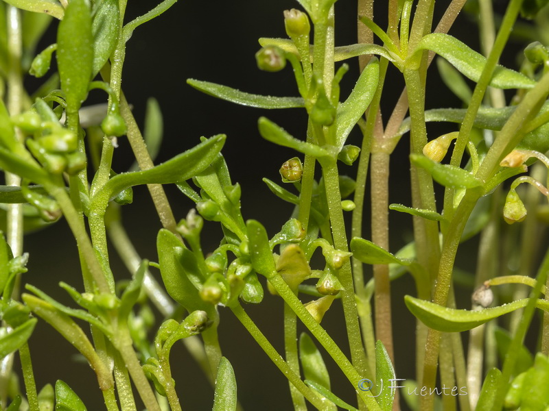 Montia fontana amporitana.02