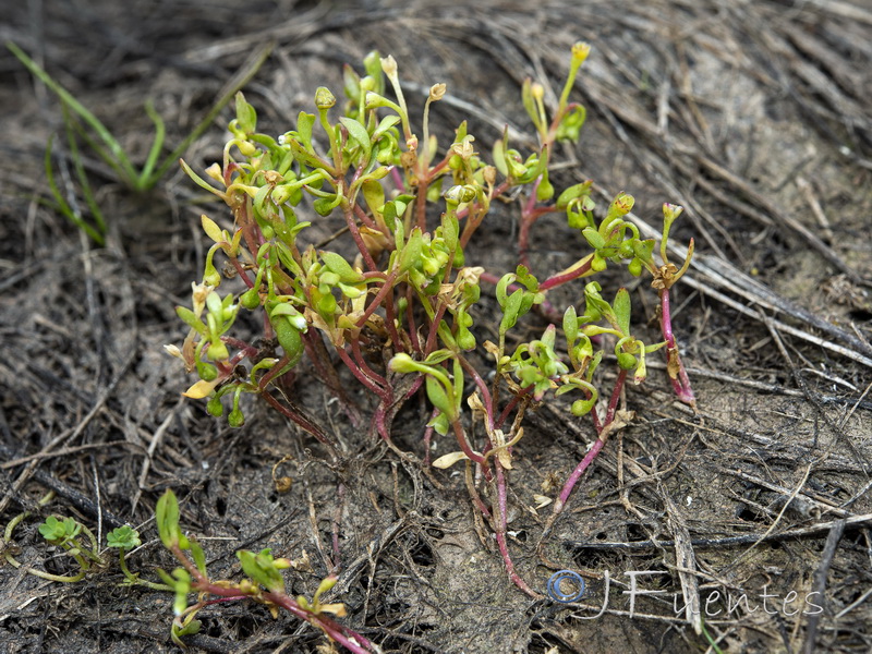 Montia fontana amporitana.03