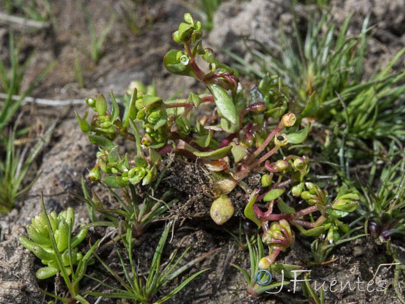 Montia fontana amporitana.04