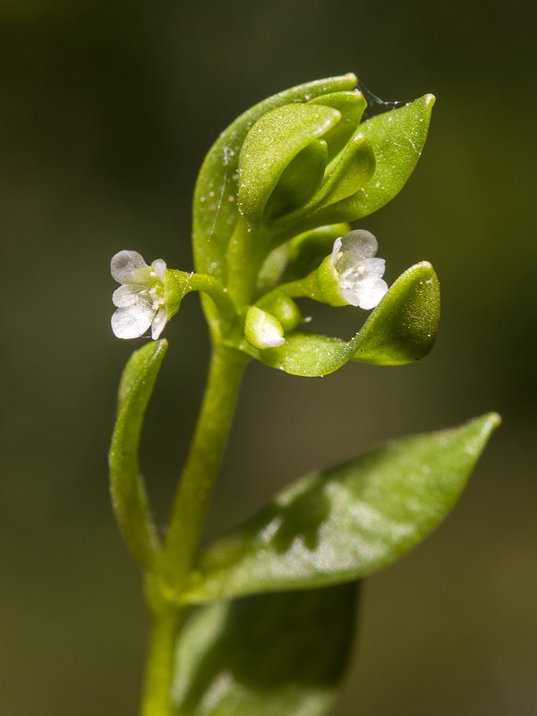 Montia fontana fontana.02