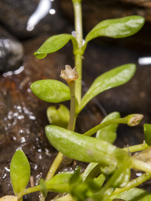 Montia fontana fontana.03