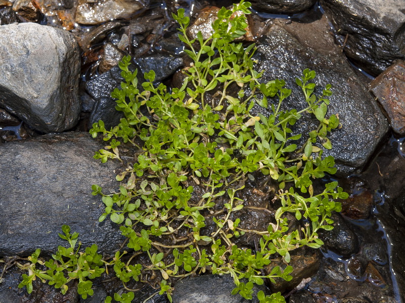 Montia fontana fontana.08