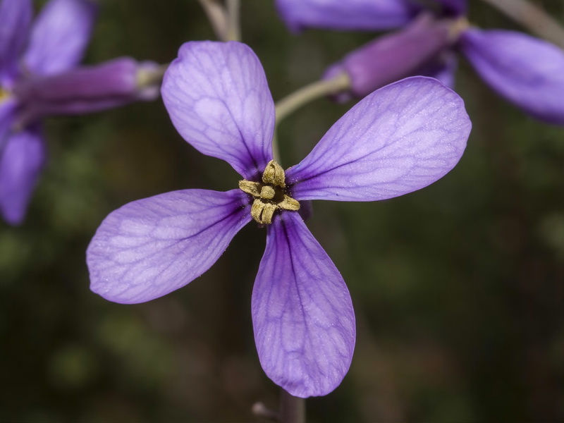 Moricandia arvensis.05