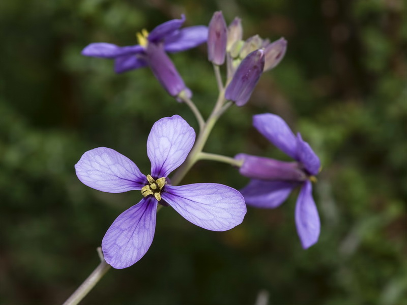 Moricandia arvensis.07