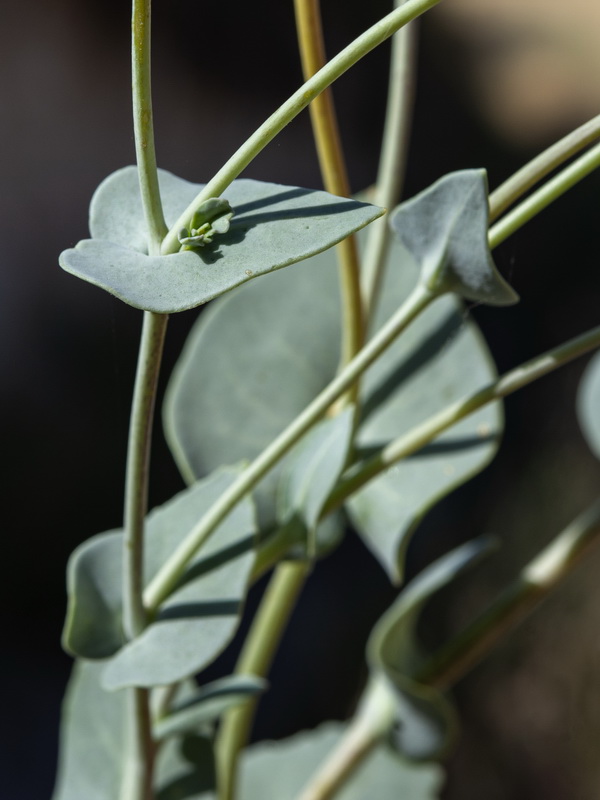 Moricandia arvensis.16
