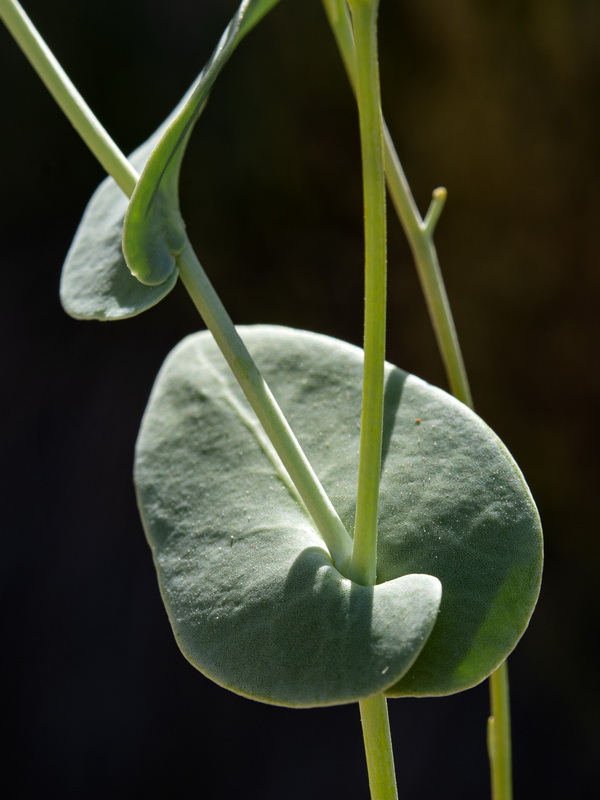 Moricandia arvensis.17