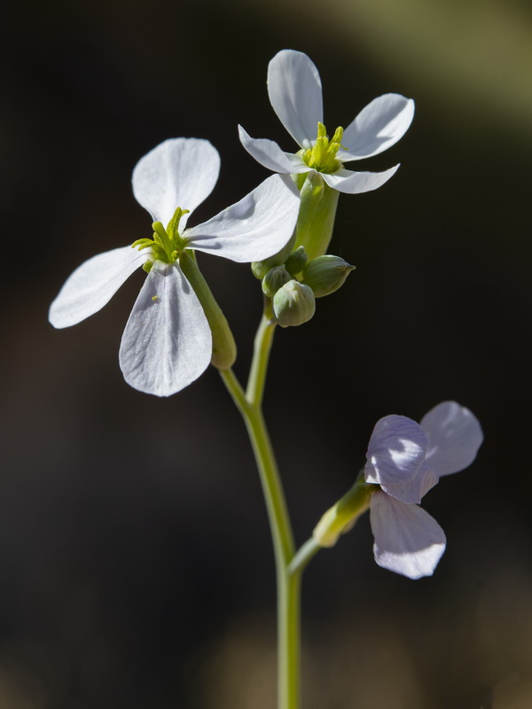 Moricandia arvensis.21