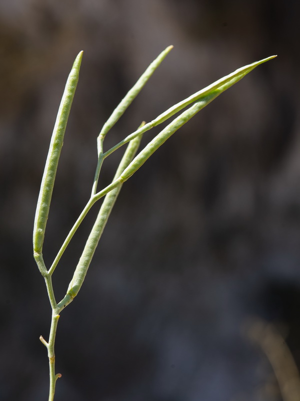 Moricandia arvensis.25