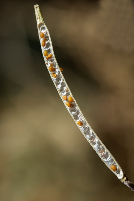 Moricandia arvensis.28