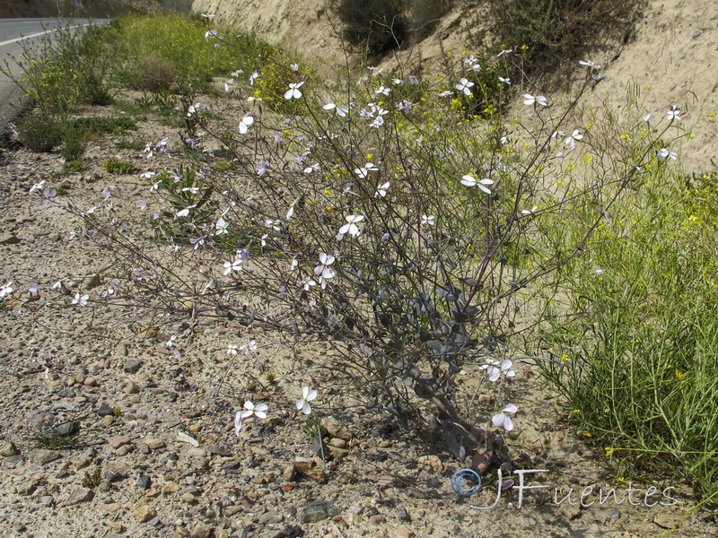 Moricandia arvensis.32
