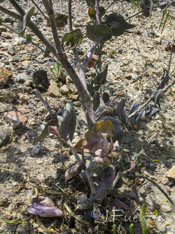 Moricandia arvensis.33