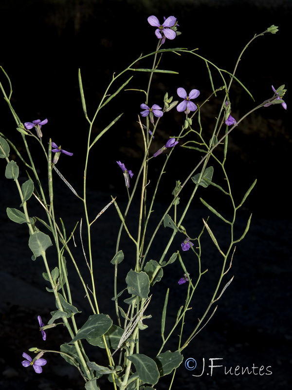 Moricandia arvensis.37