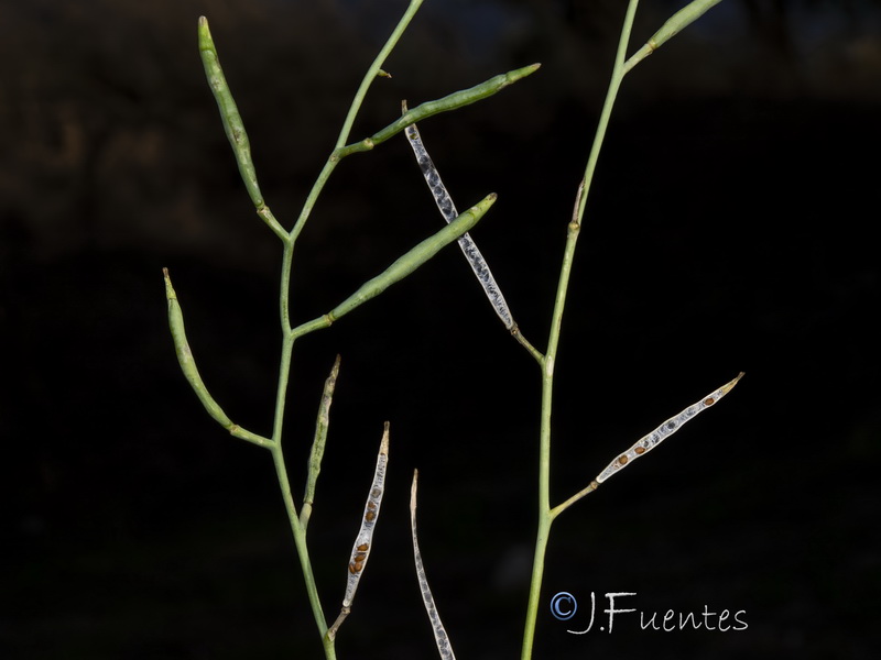 Moricandia arvensis.25