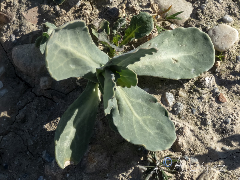 Moricandia arvensis.39