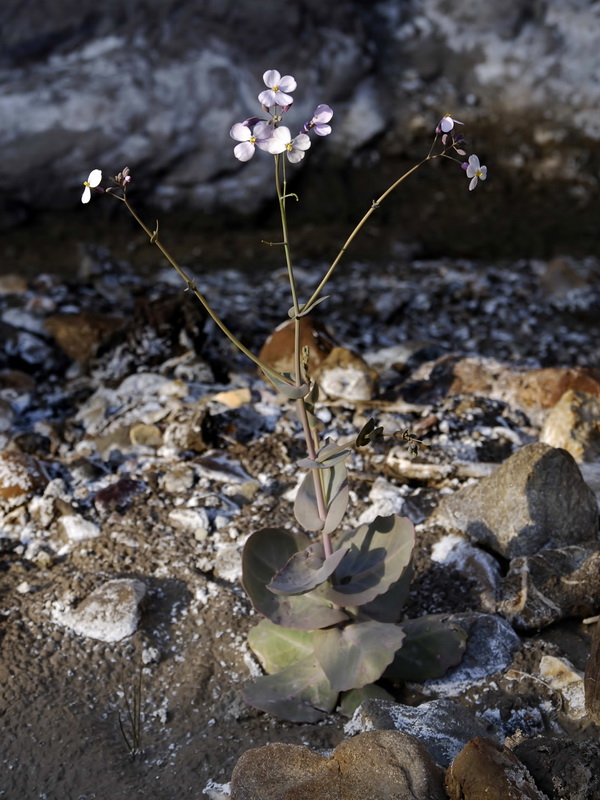 Moricandia foetida.02