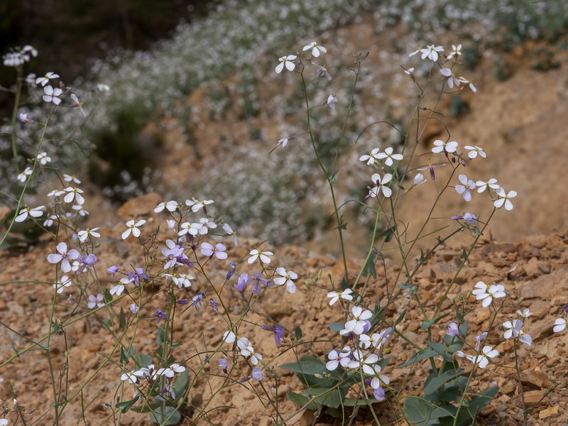 Moricandia foetida.03