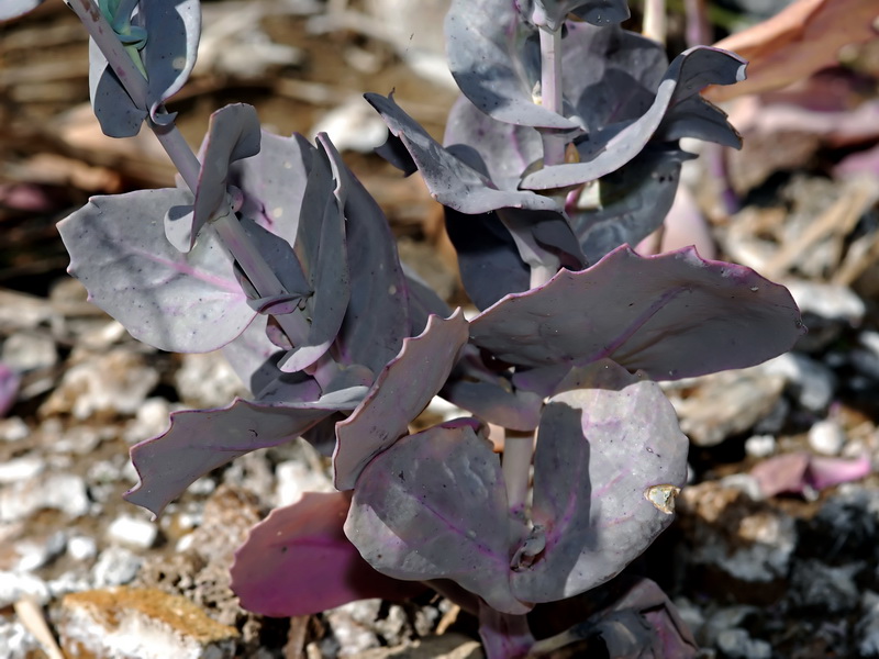 Moricandia foetida.06