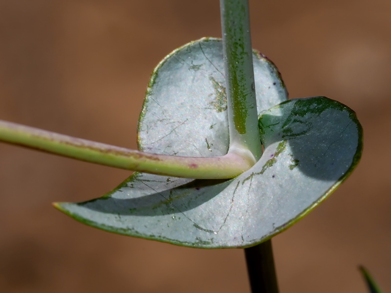 Moricandia foetida.08