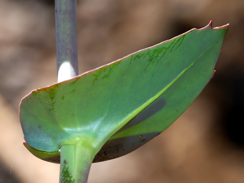 Moricandia foetida.09