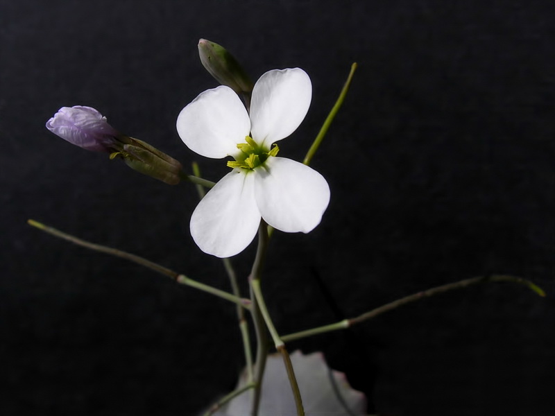 Moricandia foetida.10