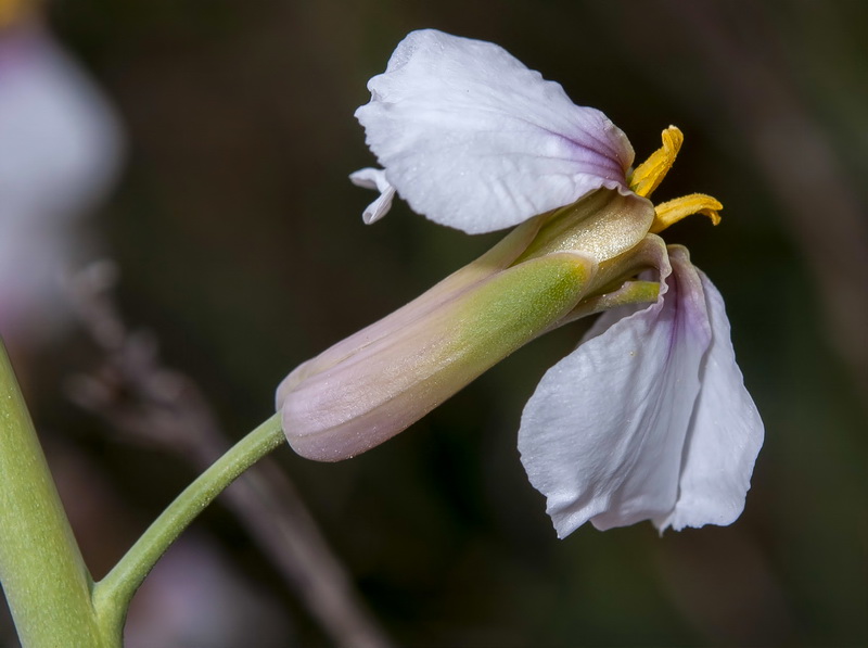Moricandia foetida.13