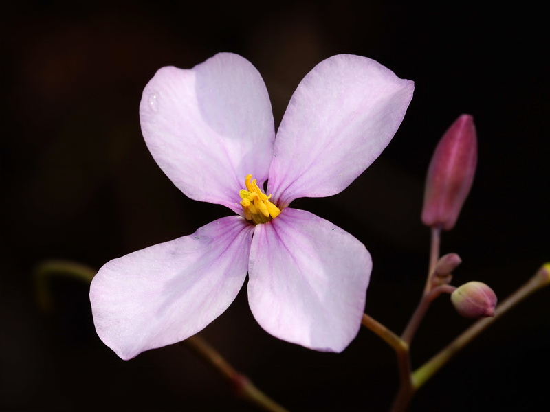 Moricandia foetida.15