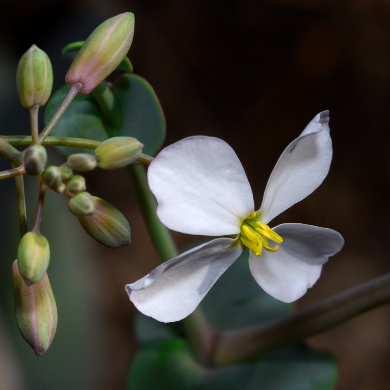 Moricandia foetida.18