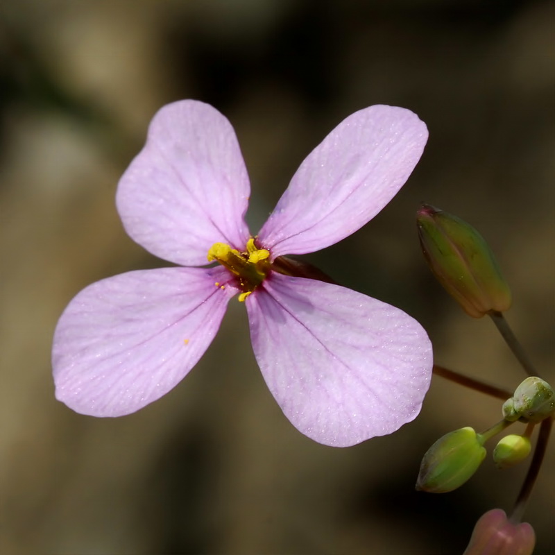 Moricandia foetida.19
