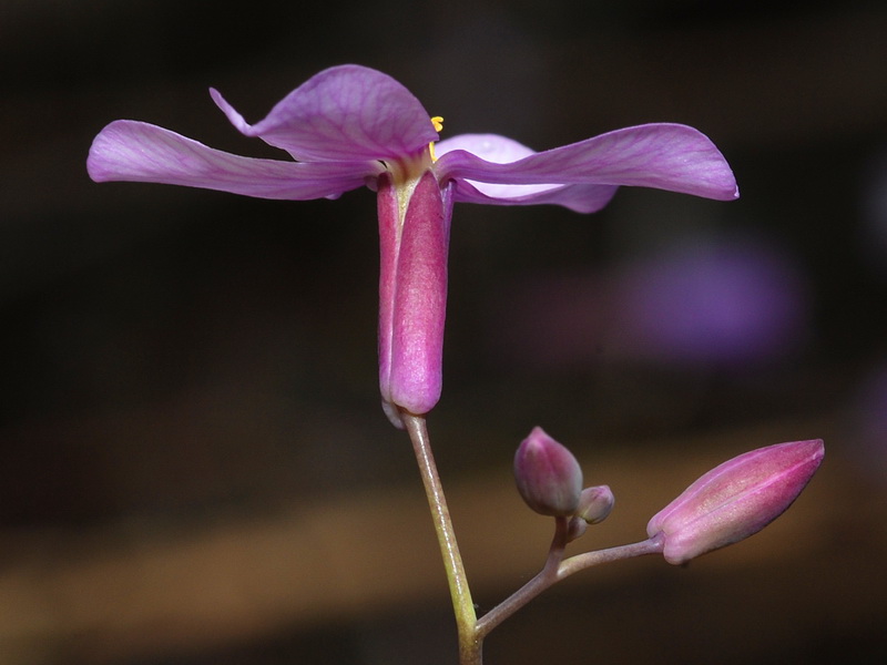 Moricandia foetida.21