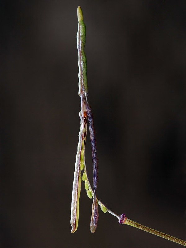 Moricandia foetida.25