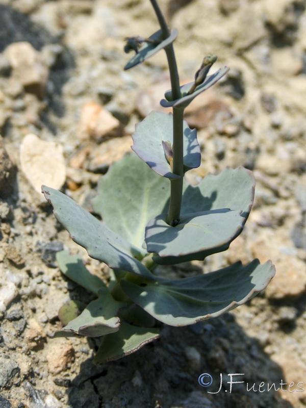 Moricandia foetida.30
