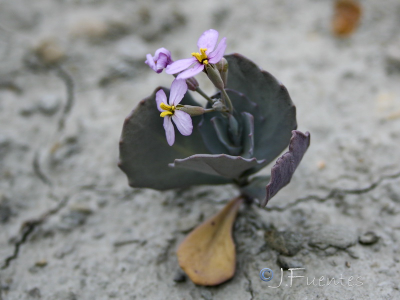 Moricandia foetida.32