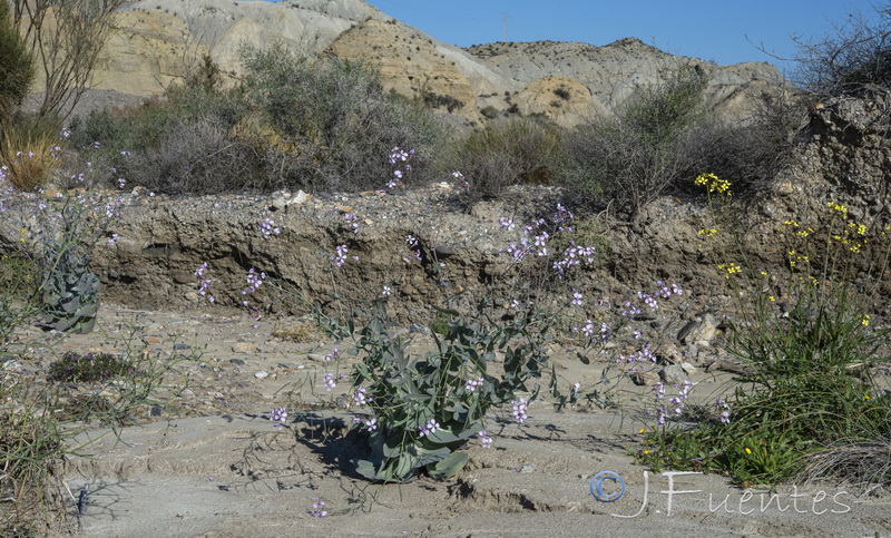 Moricandia foetida.47