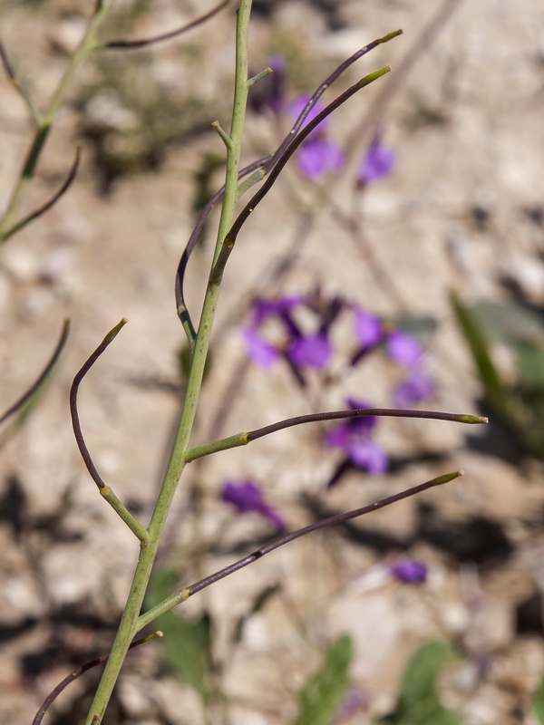 Moricandia moricandioides baetica.13