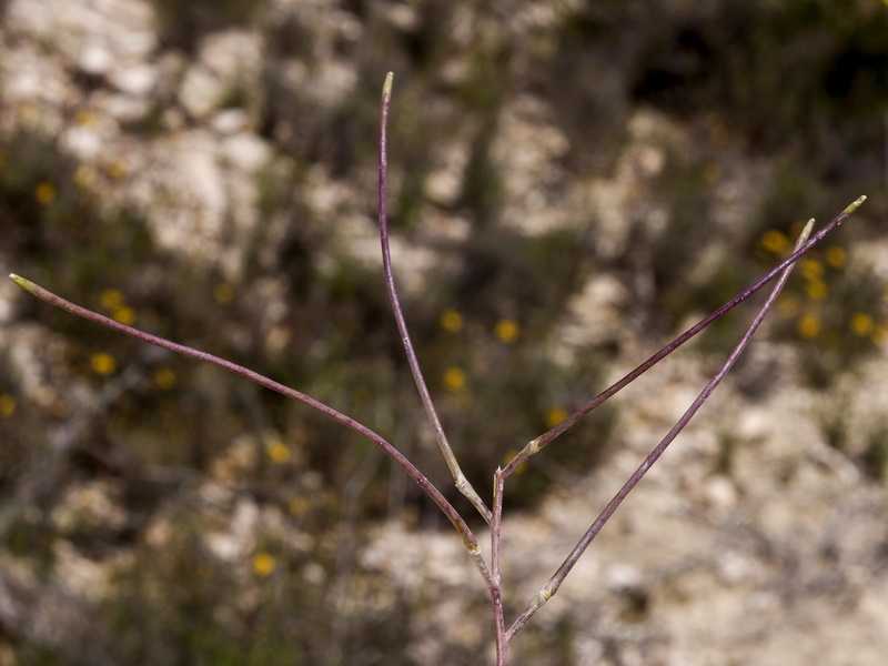 Moricandia moricandioides baetica.14