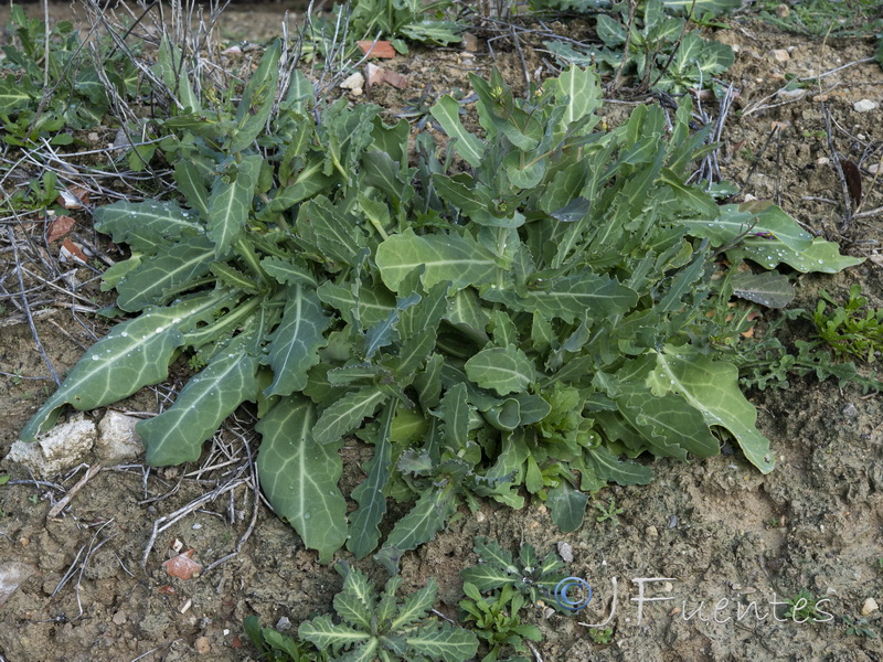 Moricandia moricandioides giennensis.01