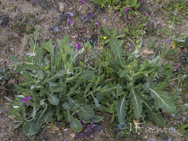 Moricandia moricandioides giennensis.02