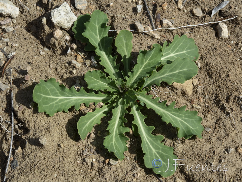 Moricandia moricandioides giennensis.03
