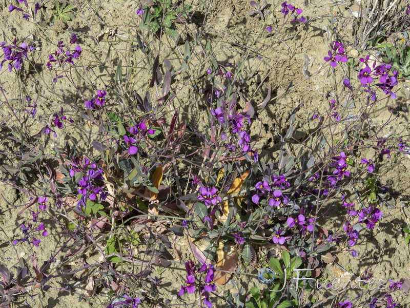 Moricandia moricandioides giennensis.05