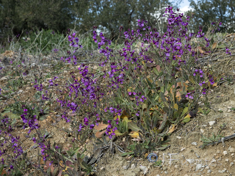 Moricandia moricandioides giennensis.06