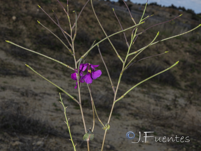 Moricandia moricandioides giennensis.08