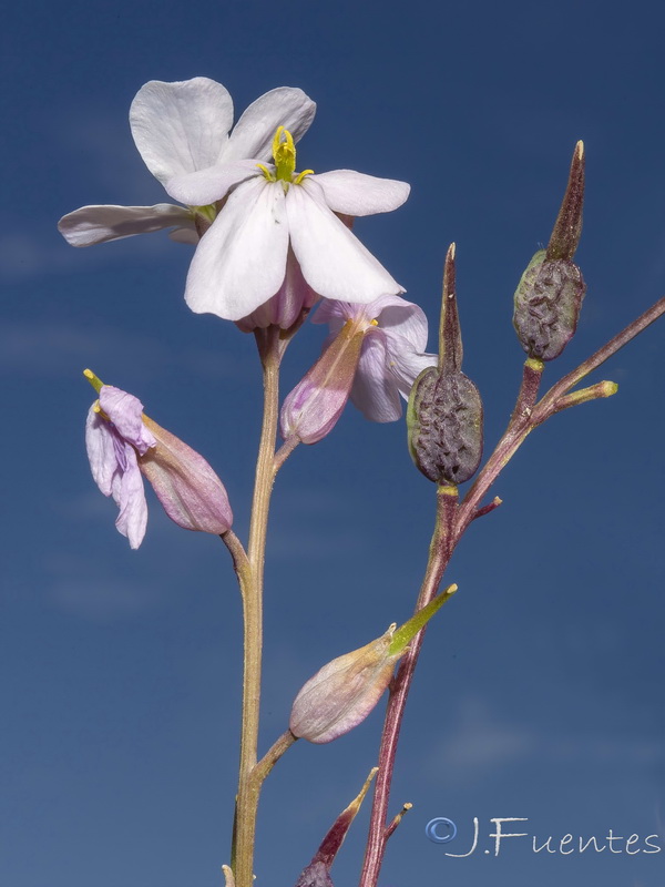 Moricandia rytidocarpoides.16