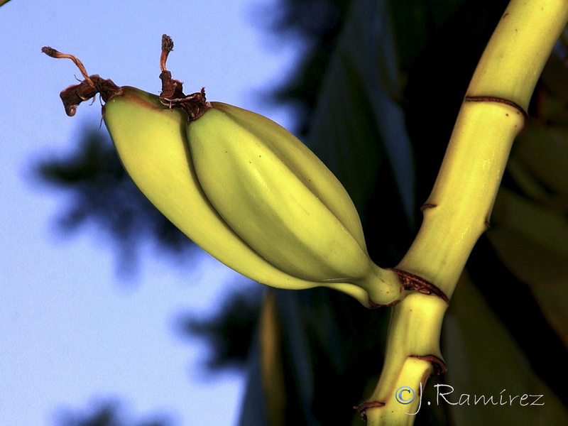 Musa x paradisiaca.06