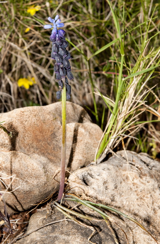 Muscari atlanticum.01