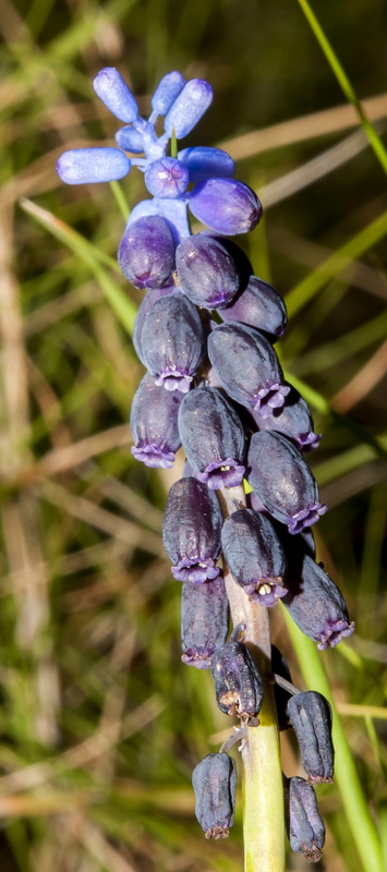Muscari atlanticum.03